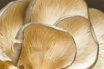 oyster mushrooms reverse side of cap 