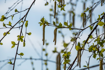birch earrings