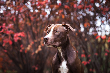 Portrait of a dog of breed a pit bull terrier against the background of red autumn bushes