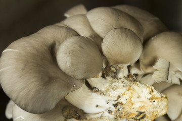 Oyster mushroom or Pleurotus ostreatus as easily cultivated mushroom