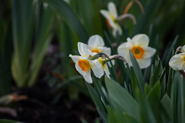 flowers in the garden