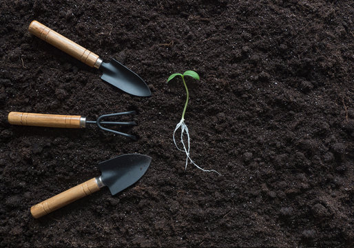 Sprout with roots and garden tools laid out on a soil background