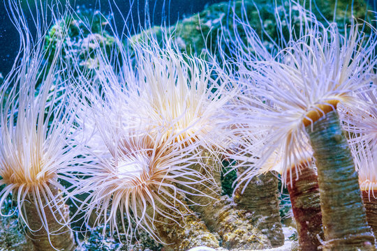 Cerianthus sea anemone sheltering mysid shrimps