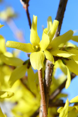Harmony of spring colors: bright yellow forsythia flowers against a blue cloudless sky.