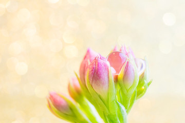 Small pink buds in the form of a bouquet on a golden background with a beautiful bokeh. Very bright photo in warm colors. Copy space.