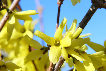 Harmony of spring colors: bright yellow forsythia flowers against a blue cloudless sky.