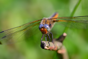 Dragonfly / odonata /-the predatory insect