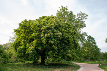 Fototapeta na wymiar Chestnut tree four seasons set: spring afternoon, april 