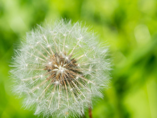 A Macro photography of blooming round Taraxacum is a large genus of flowering plants in the family Asteraceae, which consists of species commonly known as dandelions on green grass background.