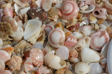 shell and stone pieces