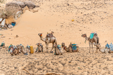 camels waiting for tour to the Nubian village the west bank of the River Nile in the Aswan region
