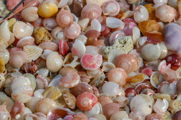 shell and stone pieces