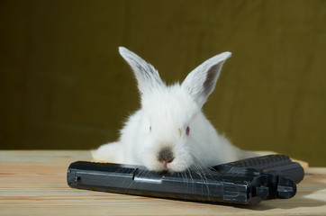 White rabbit with gun