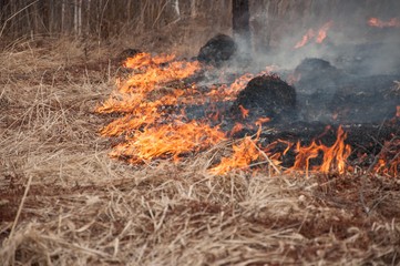 Fire on the dry grass. Forest pazhar. Fell on the grass. 