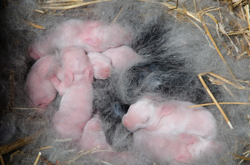 Newborn rabbits in a nest of down and straw