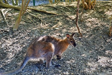 kangaroo in zoo