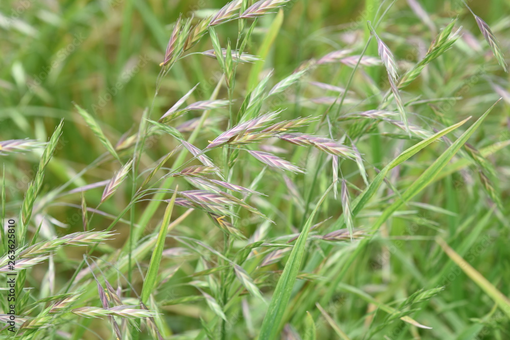 Wall mural Bromus catharticus (Rescue bromus)