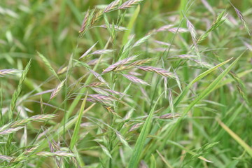 Bromus catharticus (Rescue bromus)