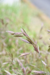 Bromus catharticus (Rescue bromus)