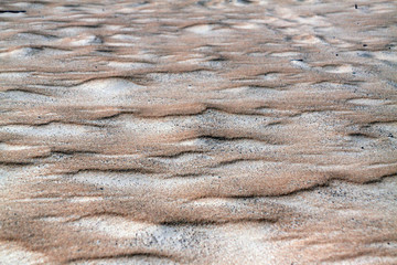 texture of bark of tree