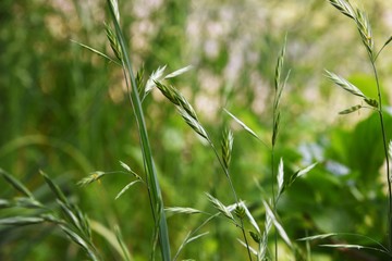 Bromus catharticus (Rescue bromus)