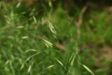 Bromus catharticus (Rescue bromus)