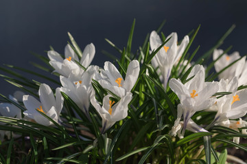 Obraz premium Fine first spring flowers crocuses on a dark blue background. The white revealed buds