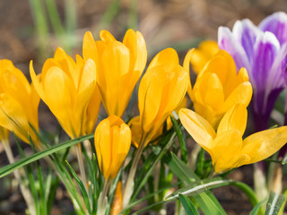The blossoming yellow crocuses in the habitat