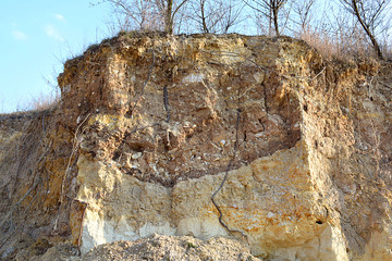 Tree roots exposed by a landslide.