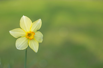 spring, daffodil, flower, garden, daffodils, yellow, background, grass, springtime, green, narcissus, nature, flowers, season, blossom, abstract, plant, easter, petal, blooming, beautiful, floral, bri