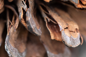 texture of pine cone