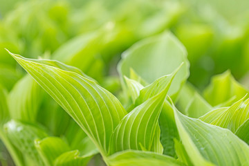 Closeup natural young green leaf on blurred greenery background in garden. Hosta leaf close-up. Hosta - an ornamental plant for landscaping park and garden design. Fresh green hosta leaves, 