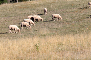 Naklejka na ściany i meble herd of sheep in the field