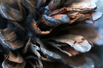 Pine Cone up-close
