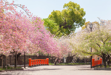Cherry blossom viewing event (Sakura No Torinuke) held at Japan Mint (Zoheikyoku) in Osaka, Japan