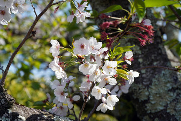 桜｜花 葉桜 季節 素材 バックグラウンド