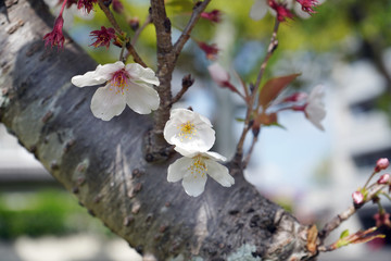 桜｜花 葉桜 季節 素材 バックグラウンド