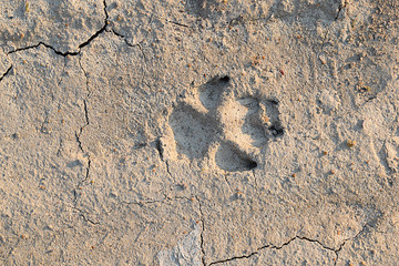 Trace dogs on dried clay soil.
