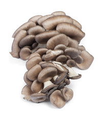 Pile of fresh raw oyster mushrooms