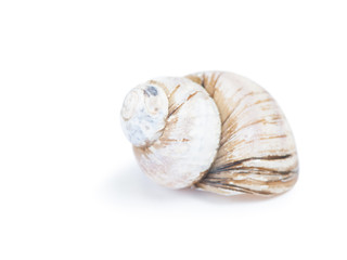 One empty snail shell