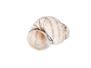 One empty snail shell