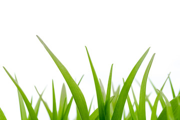 Stems of green grass on a white background.