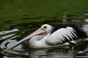 Pelicans, are water birds that have bags under their beaks, black wings, with white bodies