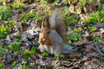 Naklejka na ściany i meble Squirrel with a nut in the spring forest
