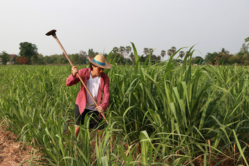 Man farmer with hoe in hand working in the sugarcane farm and wearing a straw hat.