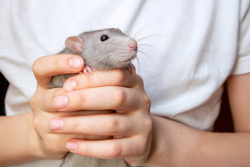 Gray hand rat Dumbo in the hands of a child. Pet, close-up.