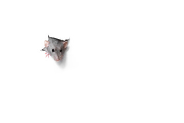 Cute funny rat looking out of hole in white paper. Pet -  ram dambo.