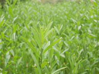 grass with water drops of dew