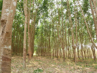 rubber tree nature background