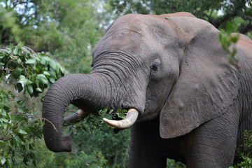 Afrikanischer Elefant / African elephant / Loxodonta africana